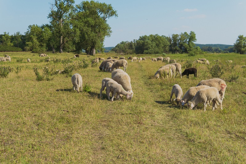 Schafe in den Elbdeichen