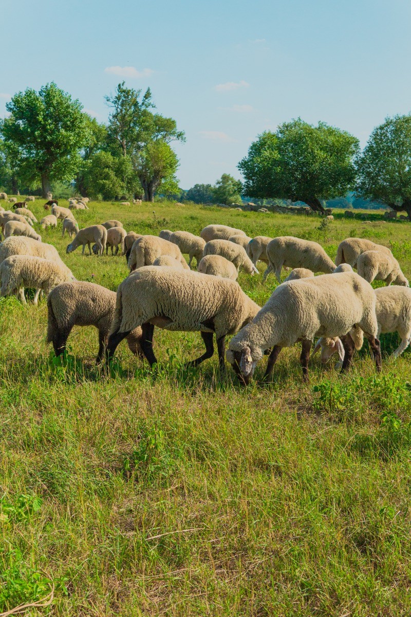 Schafe in den Elbdeichen