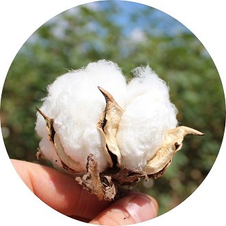 Oraganic Cotton