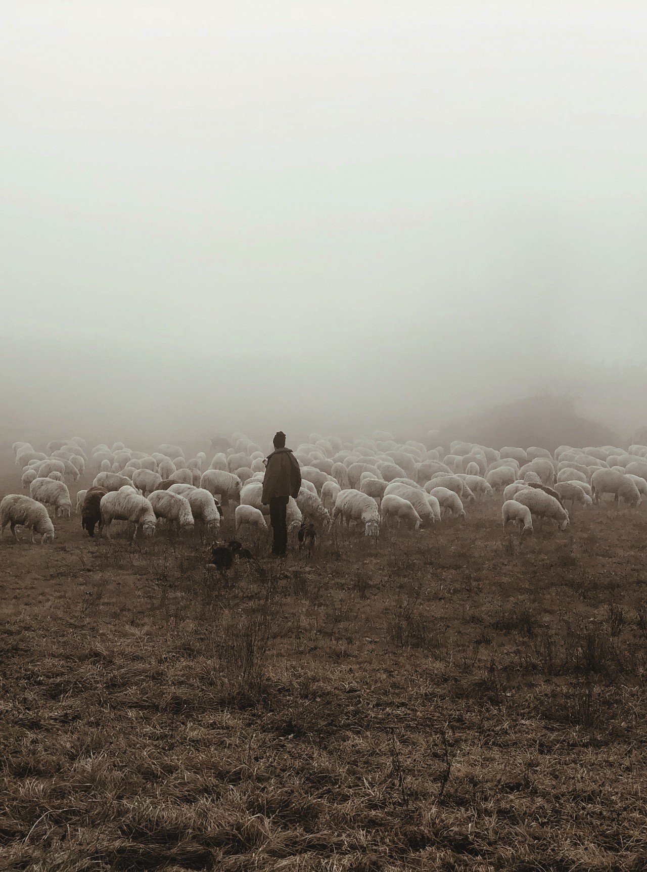 Schafe Weide
