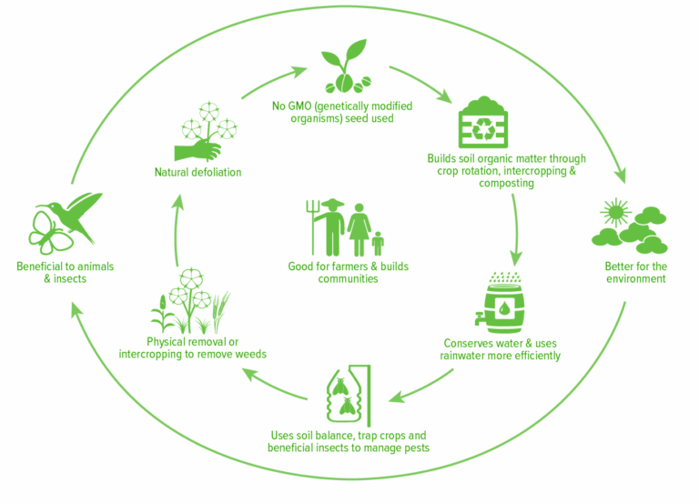 ORGANIC COTTON LIFECYCLE — Direct to Source